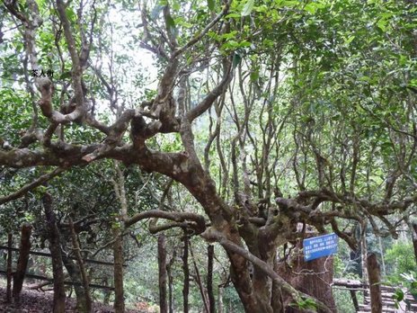 Nanuo Shan tea tree - 